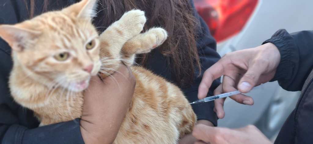 Responden a la tenencia responsable de&nbsp;mascotas
