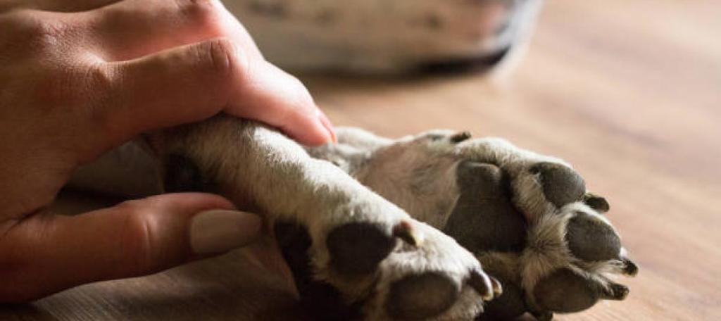 Envenenan perros en El&nbsp;Rastro