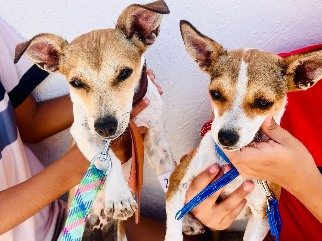 Invitan a esterilizar perros y&nbsp;gatos